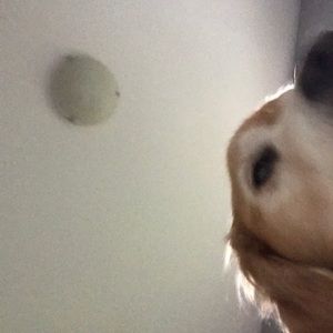 Meet your Posher, Maddy